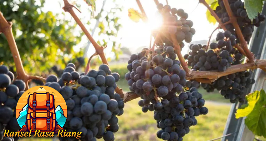 Mencicipi Keunikan Anggur Tradisional Armenia