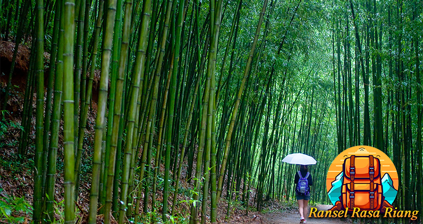 Korea Selatan Jelajah Hutan Bambu Mistis